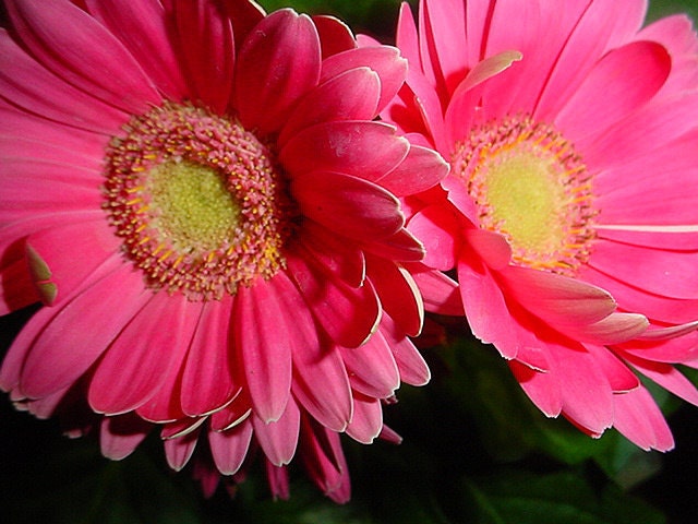 Photograph Greeting Card Bright Pink Dahlia
