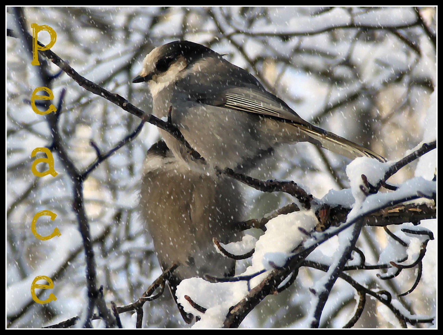 Photograph Blank Greeting Card Christmas Alaskan Grey Jay in snow scene peace