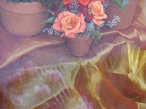 Photograph Greeting Card Apricot Roses In a Flower Pot