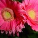 Photograph Greeting Card Bright Pink Dahlia