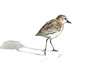 Sandpiper Print Beach Bird Watercolor Painting