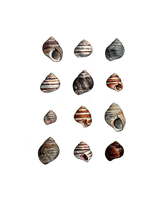 Periwinkles Shells Watercolor Painting - Matted Art Print