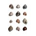 Periwinkles Shells Watercolor Painting - Matted Art Print