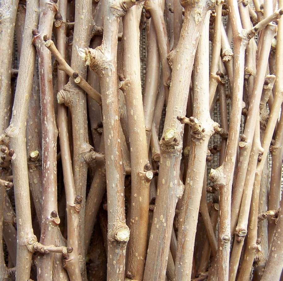 small pet Mulberry Wood Treats organic twigs 24oz