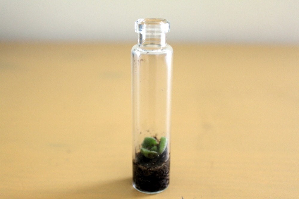 Tall Tiny Terrarium