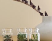 Three Tiny Tiny Terrariums