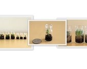 Three Mini Terrariums- Assortment