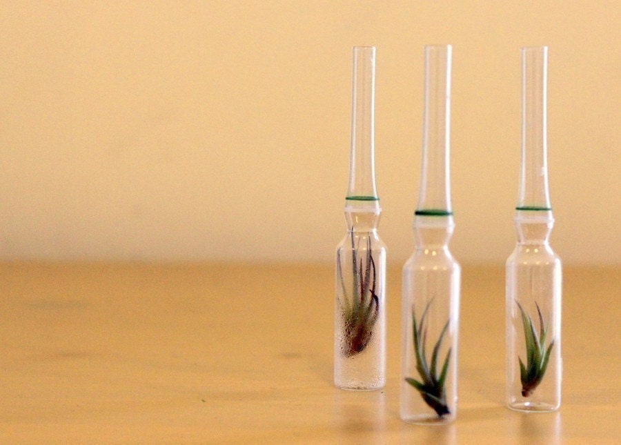 Air Plant Ampules