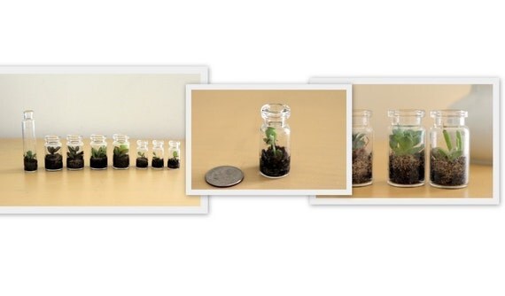 Three Mini Terrariums- Assortment