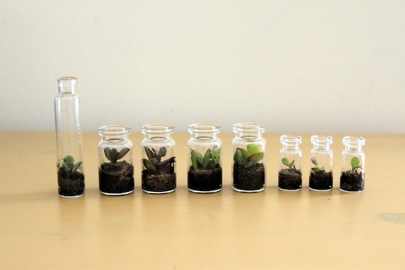 Party Pack Tiny Terrariums FREE SHIP 50 count