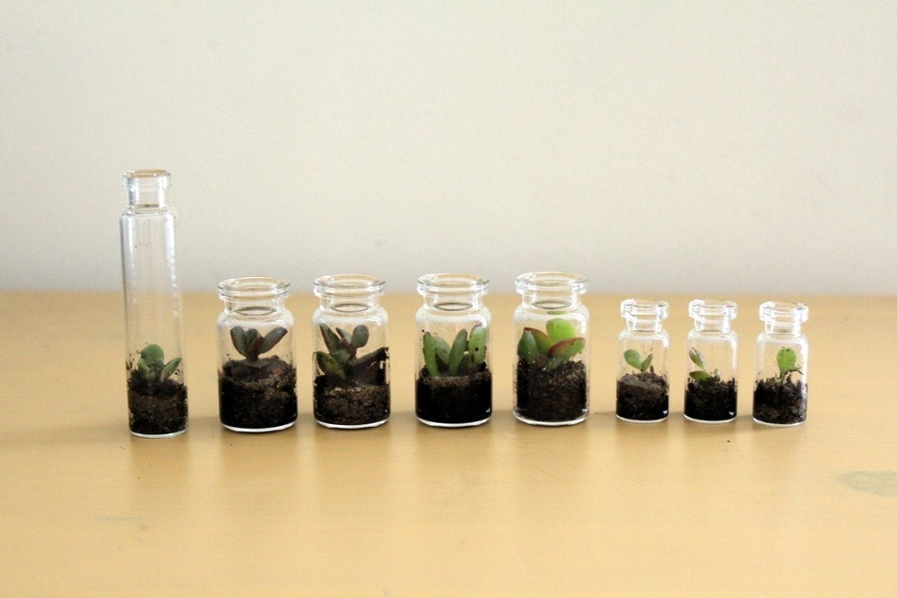 Party Pack Tiny Terrariums FREE SHIP 50 count