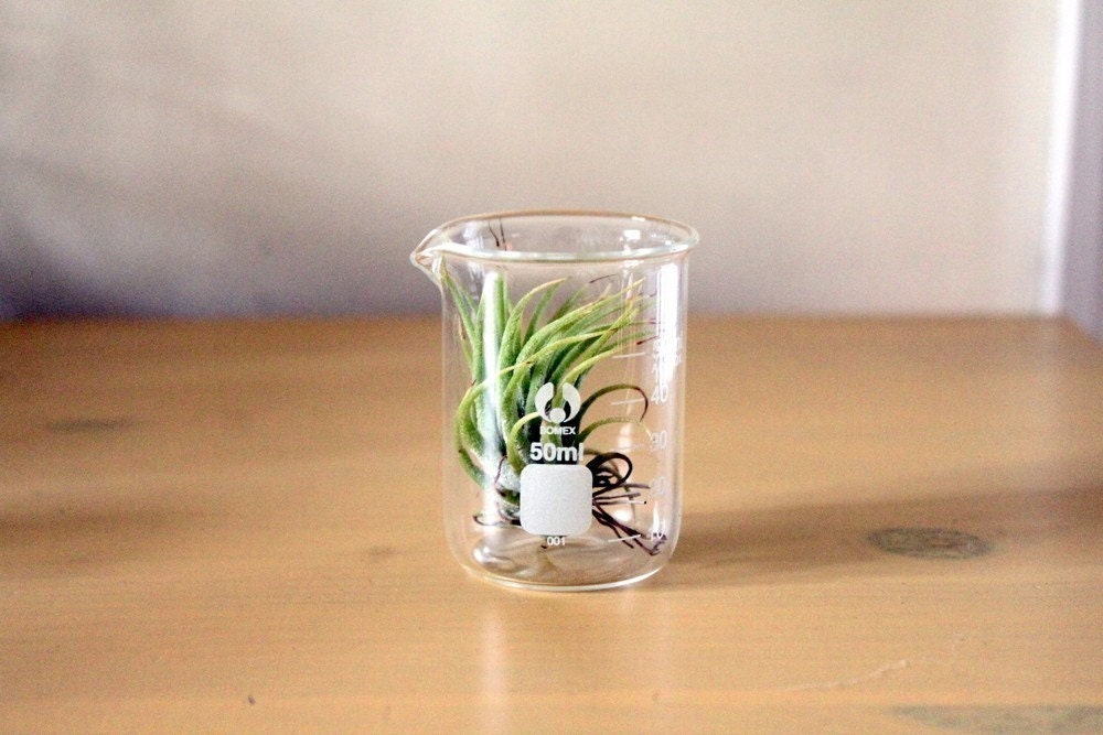 Scientific Air Plant
