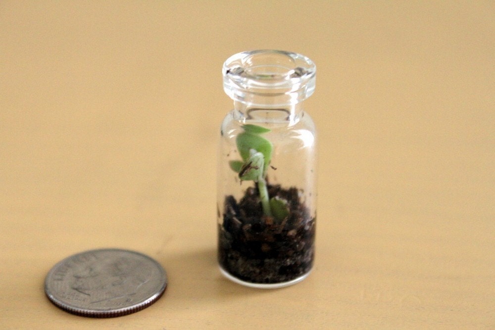 Three Itty Bitty Terrariums
