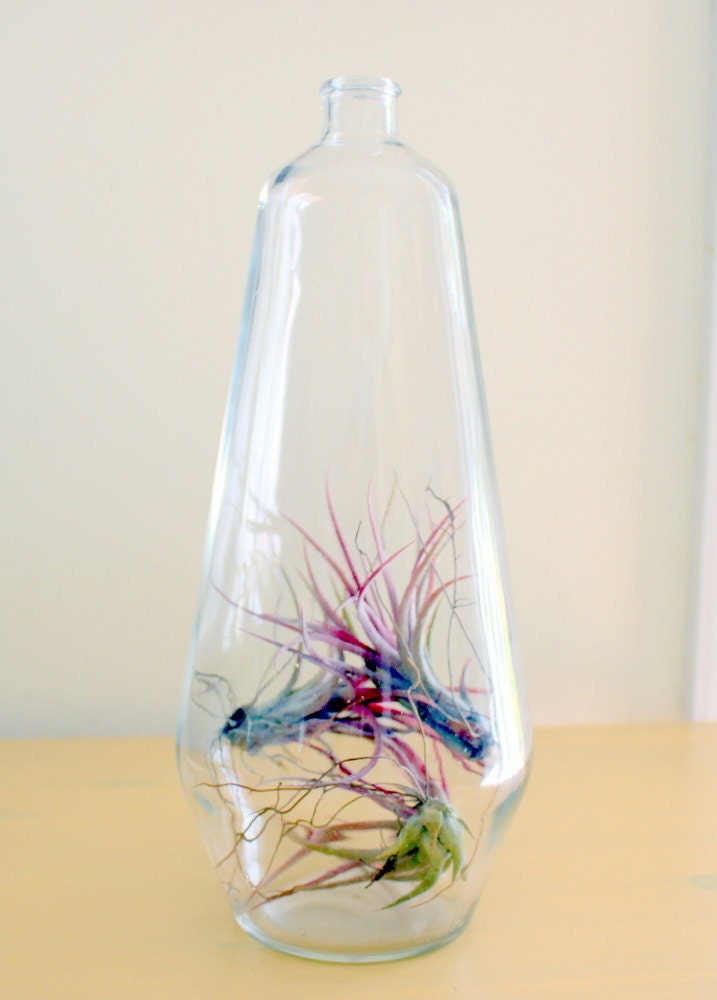 Great Big Bottle of Air Plant