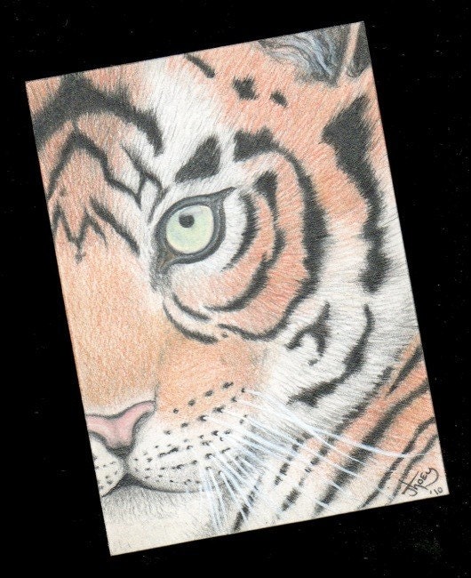 Original ACEO Tiger illustration