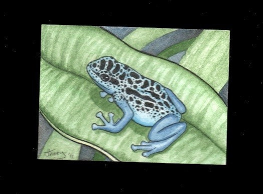 dart frog aceo