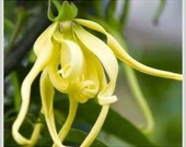Botanical Perfume  Ylang Ylang & Clove .33 oz.  Exotic Floral Calming SPICY