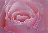 Botanical Perfume Euphoric Vegan Intense Jasmine Rose Sandalwood