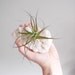 dolomite with chalcopyrite air plant specimen