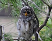Needle Felted  Wool Animals-  Owl- Waldorf inspired Soft Sculpture-needle felt by Daria Lvovsky