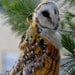 Needle Felted Wool Animals- Owl- OOAK Collectible artist wool soft sculpture -needle felt by Daria Lvovsky- made to order