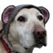 pet hat - large bear