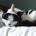 pet hat - unicorn
