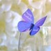 Edible Butterflies Personalzed - Purple Violet