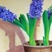 Purple Hyacinth - Original Oil Painting on 8x10 Wrapped Canvas