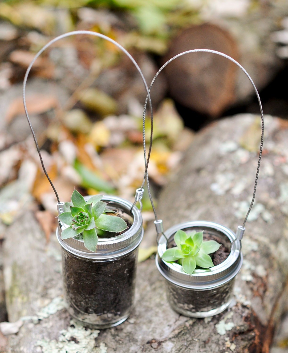 Mason Jar Chicken and Hen Succulent Planter 8oz.