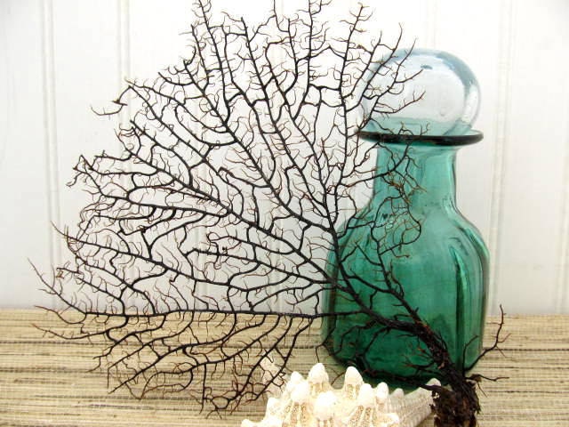 Black Sea Fan Beach Decor, number 25