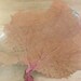 Sea Fan Coral Beach Decor, number 44
