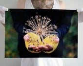 Allium - 12x18 Fine Art Photographic Print