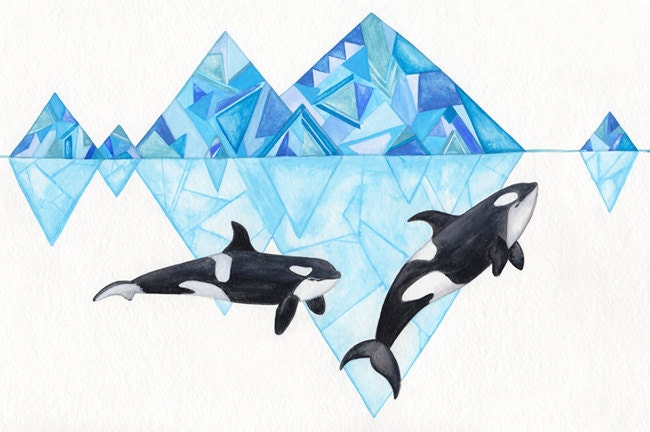 Killer Whales beneath icebergs - Print