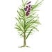 Rosemary print of original watercolor painting of Rosemary branch, green and purple , Plants, Botanical herb,, cottage chic, kitchen decor