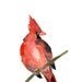 Cardinal Art Print of original watercolor painting ,animal painting, birds, Red, Holiday, Christmas, wall decor, Nursery decor .