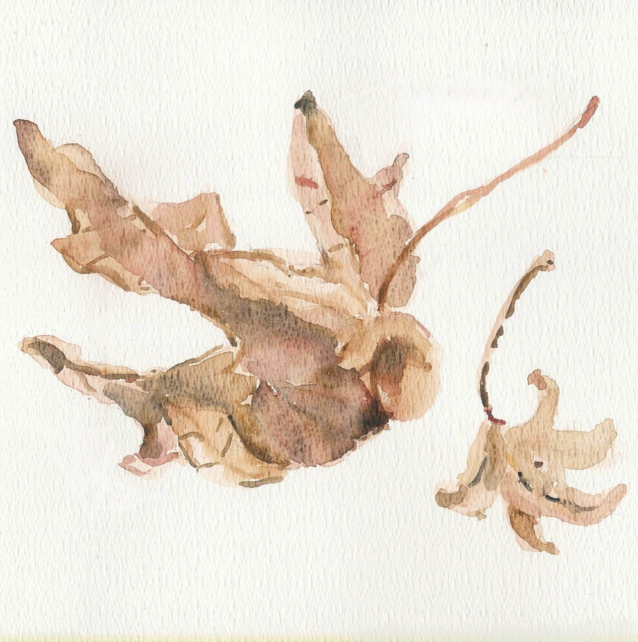 Autumn Leaves, Fine Art Print of dried leaves in shades of brown and beige, natural history , limited edition