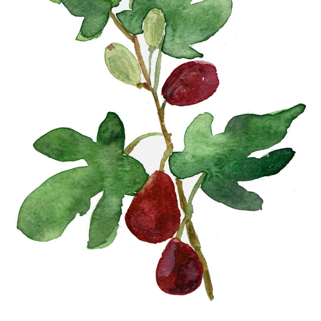 Fig print of original watercolor painting, botanical, Mediterranean, mountain of spices, Green, wine red, Purple , wall art