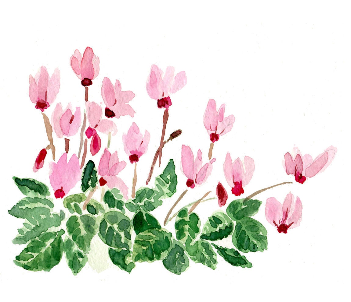 Cyclamen plant, art Print of  watercolor painting , Still Life.  mother's day, Blue Pink green ,cottage chic, limited editon