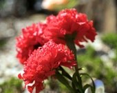 carnation - paper flowers for wedding, gift, or home decor