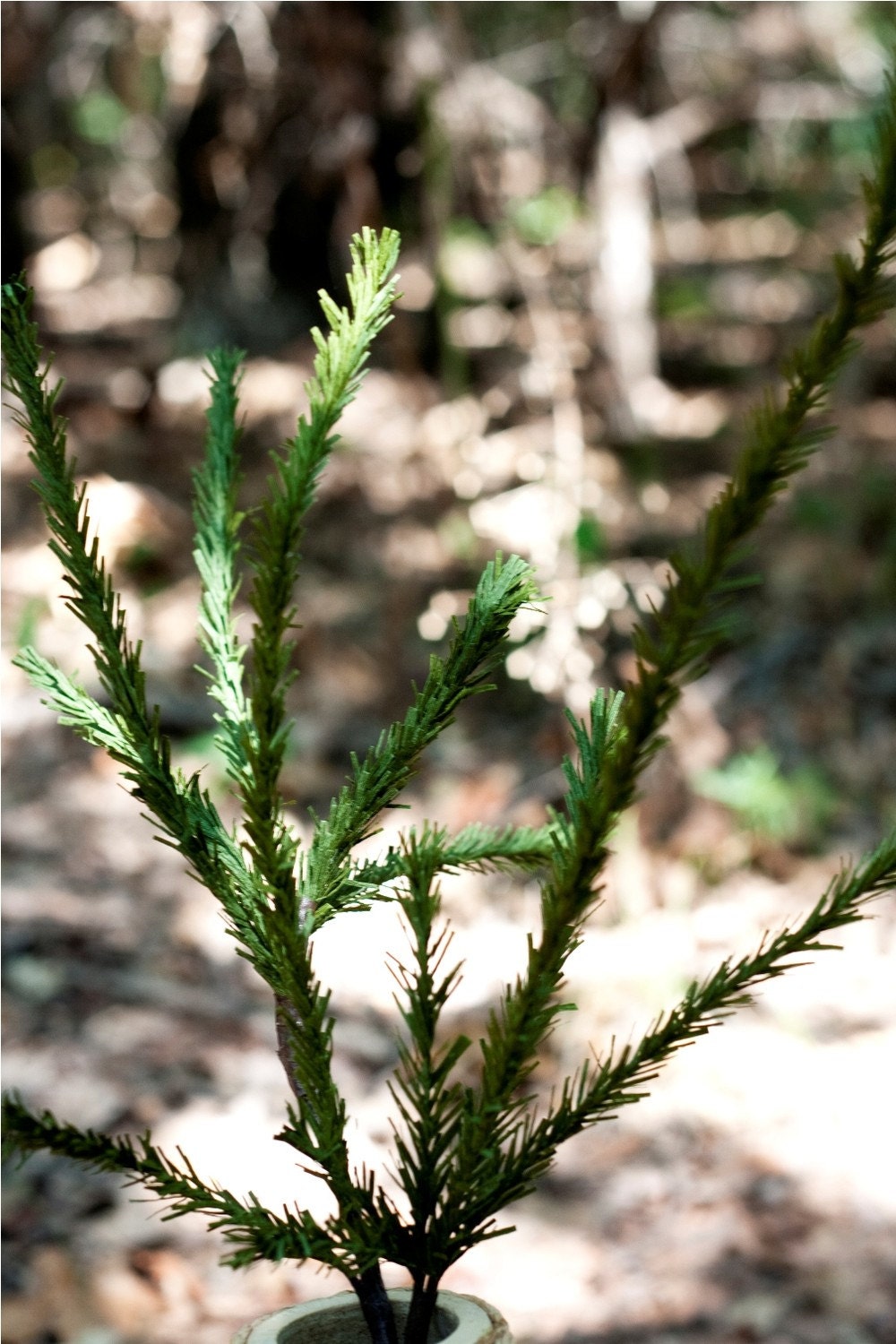 fine evergreen boughs - paper flowers for gift, wedding, or decor