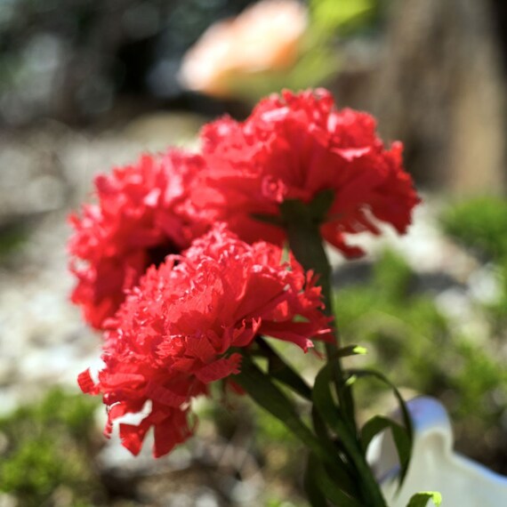 carnation - paper flowers for wedding, gift, or home decor