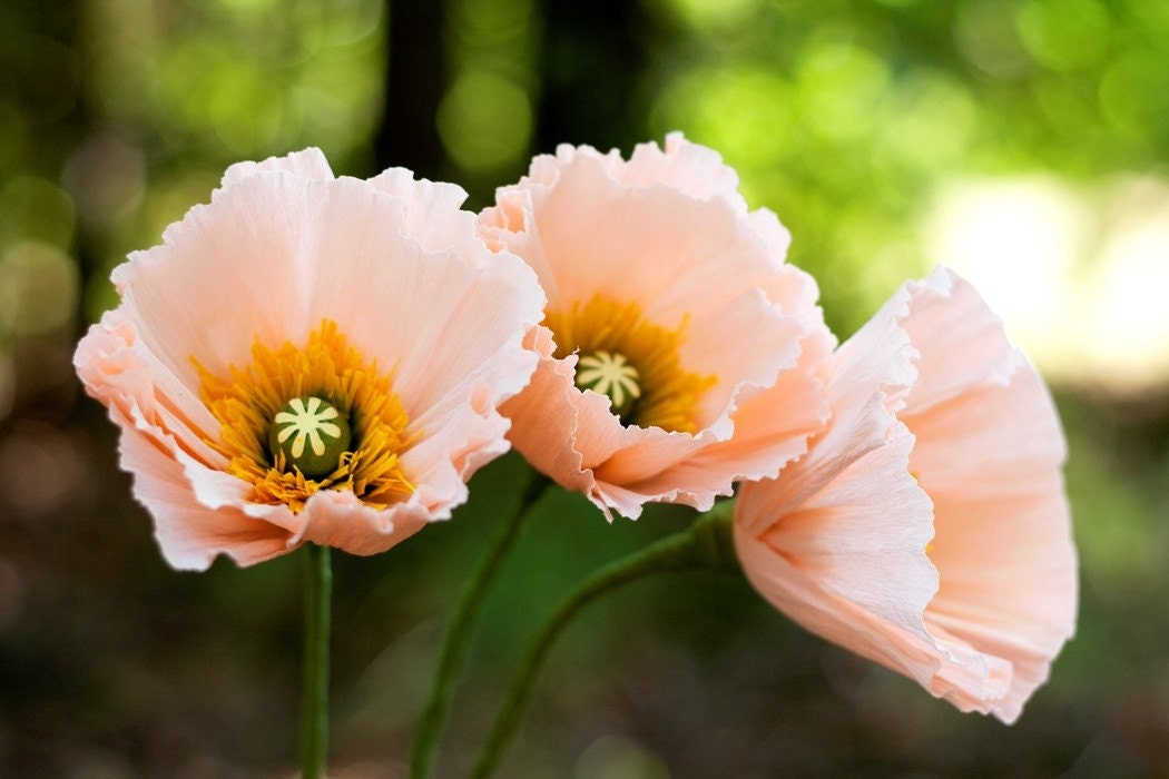 iceland poppy - paper flowers for wedding, gift, or home decor
