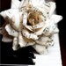 vintage sheet music rose, deluxe - paper flower for gift, wedding, or home decor