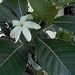 Tahitian Gardenia (Tiare) seeds (20)