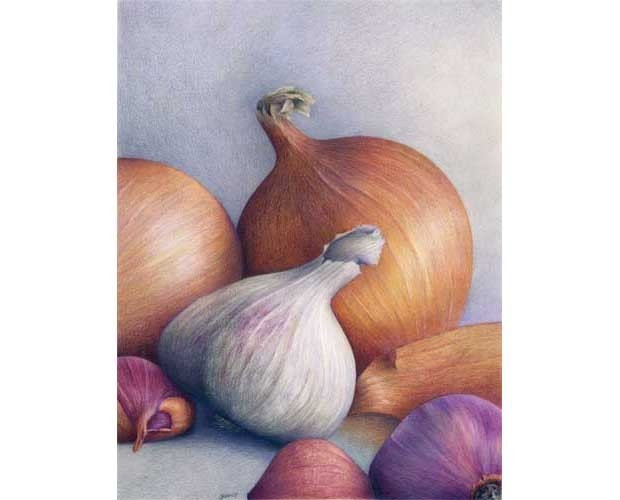 art print of a still life color pencil drawing  - Sublime Winter Onions by Jo Bradney //kitchen art gift for hostess and gourmet