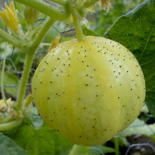 Organic Lemon Cucumber Seeds