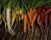 Colourful Carrot Mix Organic Heirloom Seeds - cubits