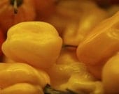 Organic Habanero Hot Pepper Seeds