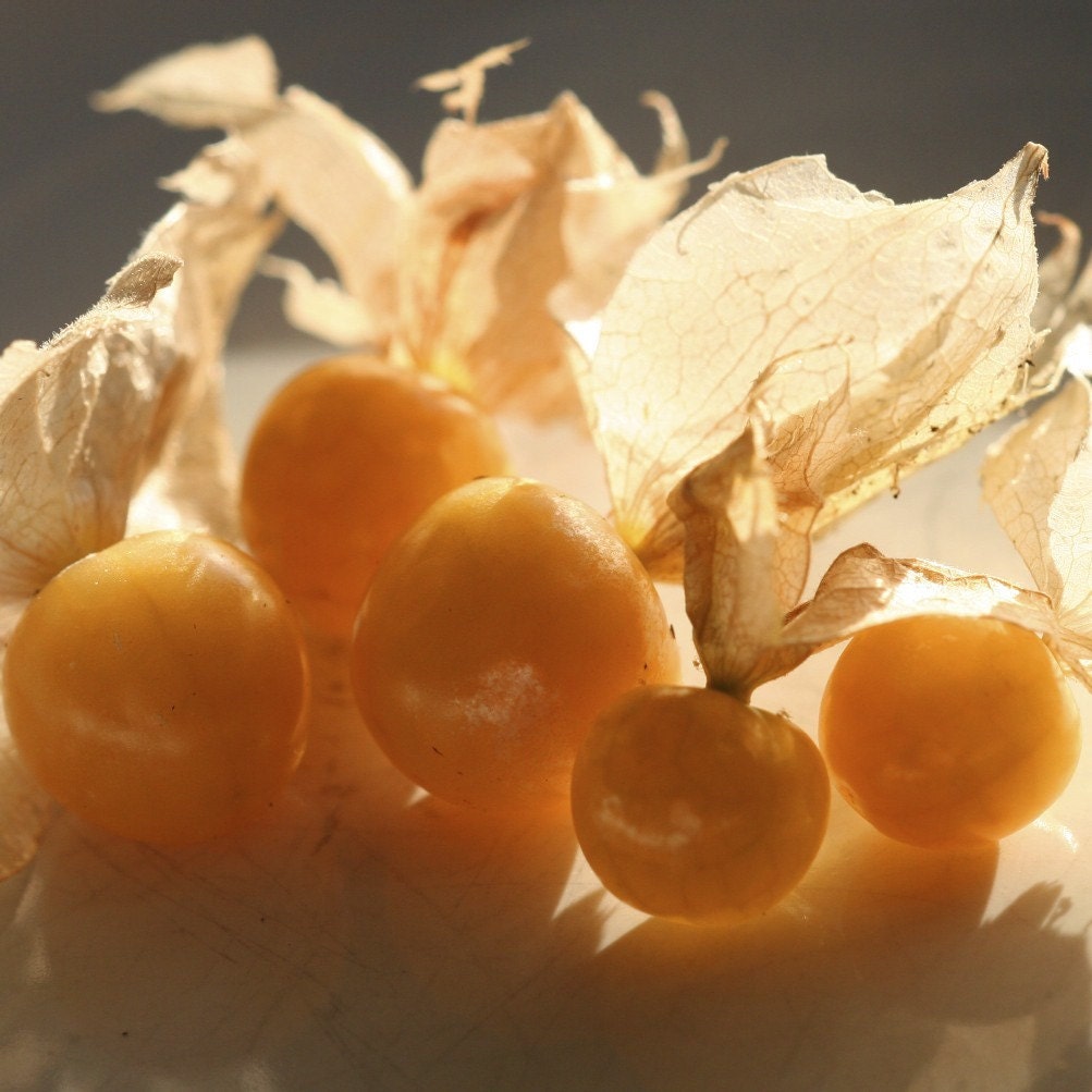 Organic Seeds Aunt Molly's Ground Cherry